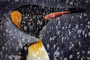 Chris Packham Instagram - King Penguin , South Georgia , Canon 5D SR , 500mm F4 , in camera double exposure . #wildlife #wildlifephotography #wildlifeplanet #bird #birds #canon #canonphotography #canon_photos