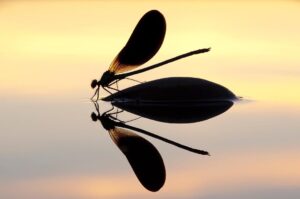 Chris Packham Instagram - Beautiful Demoiselle #NaturePhotos #photography #wildlifephotography