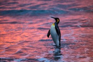 Chris Packham Instagram - King Penguin , South Georgia , Canon 5SR , 500mm F4 . #canon_photos #bird #wildlife #wildlifephotography #wildlifephotographer #penguin