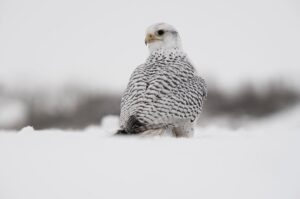 Chris Packham Instagram - Gyrfalcon #birds #wildlifephotography #photography #NaturePhotos