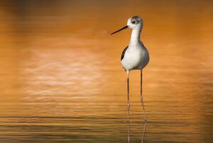 Chris Packham Instagram - Black-winged Stilt , The Gambia . #thegambia #gambiaexperience #birds #bird #wildlifephotography #wildlife