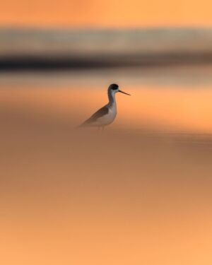 Chris Packham Instagram - Black-winged Stilt , The Gambia . #birds #birdphotography #bird #wildlifephotography #wildlife #thegambiaexperience #thegambia