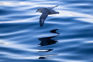 Chris Packham Instagram - Fulmar #birds #wildlifephotography #photography #NaturePhotos