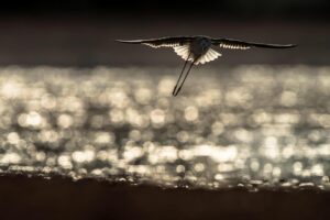 Chris Packham Instagram - Black-winged Stilt , The Gambia . #bird #birds #birdphotography #wildlife #wildlifephotography #thegambia #thegambiaexperience