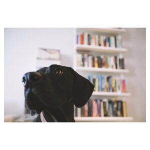 Chris Wood Instagram - The world is making me sad so here's a cute picture of Drift to make everyone's day better. He enjoys playing with an orange ball and reading for leisure.