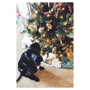 Chris Wood Instagram - Merry Woofmas 🐾🌲