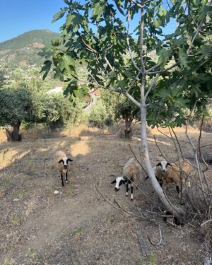 Christine Meltzer Instagram - Darlings titta hit 👀🇬🇷💙!!
När en semester övergår i mer än man nånsin kunnat drömma om.
När man hittar en pärla så vill man (läs jag) liksom behålla den för sig själv. Men så inser man (jag igen) att den är för ljuvlig för att inte dela med sig av.
Såååå…anteckna…skriv upp…kom ihåg…
Mitt i grekiska havet ligger denna lilla pärla.
Skopelos.
Du är magi 💙🇬🇷