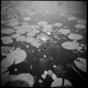 Christopher Lowell Instagram - Kerry’s photos on the Holga