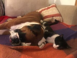 Cinha Jardim Instagram - O amor é assim❤️❤️. Lua e Gat😴