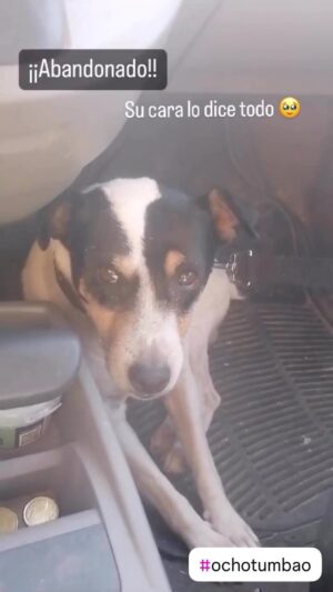 Clara Lago Instagram - Fue encontrado corriendo por una carretera de Granada con más de 50 garrapatas. 

Tiene unos 8 años y es muy cariñoso y simpático.

Le buscamos el hogar que se merece junto a nuestras amigas de @solidariasconlosanimales antes del 31 de agosto 🥹

Nos ayudáis #FamiliaOchotumbao 🙏🧡

CONTACTO: Irene 608629737

#Ochotumbao