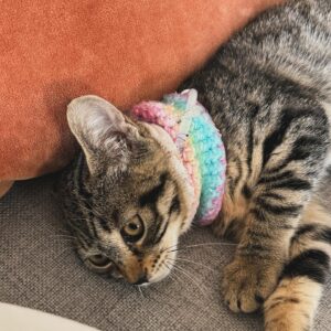 Cosondra Sjostrom Instagram - (Update ADOPTED!) Foster Kitten up for adoption from @catadoptpdx. Where the cat daddies at? This tiny little tiger is the sweetest angel. She currently has a feeding tube to get up to a healthy weight. She doesn’t attack hands and wants to make friends with other cats. @sonikbaby and I are watching her until she finds her forever home. 🤍