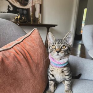 Cosondra Sjostrom Instagram - (Update ADOPTED!) Foster Kitten up for adoption from @catadoptpdx. Where the cat daddies at? This tiny little tiger is the sweetest angel. She currently has a feeding tube to get up to a healthy weight. She doesn’t attack hands and wants to make friends with other cats. @sonikbaby and I are watching her until she finds her forever home. 🤍