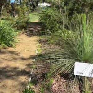 Costa Georgiadis Instagram - Walking the native plant garden  here at La Perouse Public School . Great signage and information sharing the story of the Eastern suburbs Banksia Scrub plant community of the area. Great to be here at  the launch of the Caring for Country program here at @indigigrow this morning 

#easternsuburbsbanksiascrub #indigigrow #nativeplants