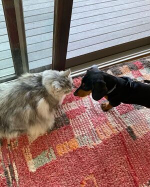 Cynthia Nixon Instagram - Don’t worry Aurora, the dog days of summer are almost over 🐶🐈😾🤬