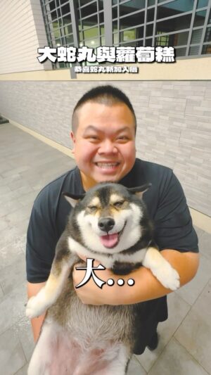 Da She Wan Instagram - 蛇丸新家的第一位小姐😂 @jam_cutepig @fatfatgod 

從總鋪師到現在
恭喜新家入厝❤️蛇丸寶貝
一直都在一起加油～

#大蛇丸 #潮州 #新家 #新家開箱 
#柴犬七仙女 #柴犬 #七仙女 
#寵物 #shibainu #shiba
#時刻影像工作室 #蘿蔔糕