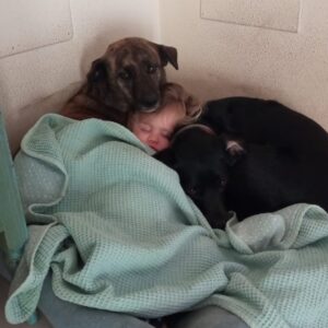 Damián Mollá Instagram - Si has tenido un mal día, ver a mi sobrina durmiendo entre perros te animará.