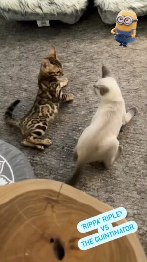Daniel Feuerriegel Instagram - Kitty Kombat 🔥RIPPA Ripley v The QUINTINATOR