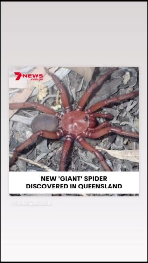 Daniel Feuerriegel Instagram - They breed em big back in my home state of Queensland 💪🏻😳 🕷️