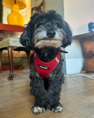 Danielle Panabaker Instagram - A late November diary including:
A Thanksgiving outfit worth documenting, good cocktails with good people, a Turkey Trot for the books, Elliot being the goodest boy, and a quick trip to SF!