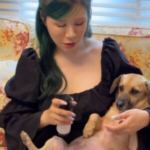Danny Beeech Instagram - 我好累，覺得我好像有兩個小孩，就是光仲跟邱女!! 

 

前陣子邱女植牙三顆，鉅額植牙費用就是一咖Dior包包，我靠著大俠武林心法販賣股票來cover鉅額，然後邱女植牙後我有天隨口問:你為何會搞到要植牙三顆?你不是一直在刷牙嗎? 

邱女就murmur:我也不知道，牙醫說你這不正常有點像糖尿病要去檢查(低聲說) 

我一聽到整個用漫畫，臉上陰影方式慢慢轉頭過去:你.說.什.麼? 

我就馬上要他們去健康檢查!!!!!但兩老大抱怨抵死不從!!說之前有檢查過了巴拉巴拉(疫情前了!!!)(但也是我不好我去年忘記了) 

我冷冷拿出共產黨姿態說:我錢已經付了，不去你們就要還我錢。 

對，要長輩健康檢查就是羈押方式，不能討論! 

 

然後長話短說，光仲居然兩年前的腎臟病，因為當時他自己聽醫生講解，他到家後說okok~ 

 

我們以為也沒大礙，因為這次即將健檢，我妹心血來潮先幫爸爸請了營養師，就發現，殊不知他的okok居然是第三期!!!!!!!第五期就要洗腎!!!!!!!!!他完全沒有跟我們講!!!!也沒有注意任何飲食!!!!!!!!我們壓根不知道有這回事!!!!我還給他吃錯的東西啊啊阿(腎臟病不能吃高蛋白阿阿)知道後真的差點跳海 

 

營養師急忙說:別緊張!胖皮救了爸爸喔!爸爸因為胖皮戒菸又開始每天散步運動，這都是對腎功能非常非常好的轉變，非常棒!我們在來看檢查結果來做調整~~ 

 

(原本完全不運動，抽菸50年，母女三人講幾十年戒菸他完全不甩我們，後來胖皮被發現過敏原有二手菸，光仲當場把抽50年的菸丟垃圾桶一秒戒，人不如狗在此完美展現) 

天啊~~~~~~~~~~~~~~~~要不是幾年前我把胖皮領養回來，光仲可能老早在洗腎嗚嗚嗚嗚嗚嗚嗚嗚嗚!!胖皮真的是我家的小福星!!!!!! 

 

老爸自己鞋子穿到破了都捨不得買，但每次買胖皮周邊都完全不眨眼的花下去!其實我也是，我他媽一個迪士尼牡蠣系列娃娃740看了半年捨不得買，但胖皮過敏原檢查12000秒花哈哈哈哈哈哈哈哈! 

 

今天又派小福星出來當搖錢樹，給跟我們家一樣寵愛毛孩的鏟屎官們參考!(遙望當年胖皮剛來我家時滿滿小婢女感，手一揮就來，現在晉升皮貴妃......有時候還叫不來.....) 

 

smith&burton 是來自紐西蘭的天然寵物洗沐保養品牌，胖皮這次試用的是免沖洗泡沫洗毛精，貓狗都能用喔!!!(是兩個滑雪品牌名稱結合所以我一秒記住哈哈哈) 

 

我測試了好一段時間真的有夠好用!!!!方便得要命 

 

用法很簡單，像我是養狗，但有時候一個下雨還幹嘛，地上的雨水泥巴水噴到胖皮，腳也很髒，但又還沒到要全身洗澡的日子，或是不小心淋雨，這種狀況只擦乾或吹乾真的都很容易有味道，然後或是其實也還是髒只是變乾，對我這種跟狗睡的家庭來說還是會覺得不乾淨。 

但只要用這個免沖洗泡沫洗毛精就擠出來之後，在髒髒的地方像是腳丫還是肚皮之類，抹一抹後，用乾毛巾或濕紙巾擦拭，就乾淨了!!!!!!因為他有植物除臭酵素，不會有臭味。而且又有添加解蠶絲蛋白讓胖皮的毛皮很保濕又水嫩嫩的!!!免水洗這樣超快速的一個周間類洗澡的概念~~~清潔、 除臭、  抗菌、 護毛一次完成，超方便的!有夠好用 

 

那養貓的因為貓不愛洗澡，下水會發瘋的話，有時候也用這直接替代也超級方便乾淨喔~~ 

✔含天然有效除臭配方DeoPlex植物除臭酵素，可分解異味而達有效除臭 
✔紐西蘭豐富植物菁萃製成，為毛髮帶來柔順滋養、更易梳理 

✔洗後毛髮不黏膩糾結，無殘留，讓毛孩聞起來清新 
✔免水洗配方，快速清潔皮膚油脂，適合局部清潔、旅行、術後、天冷或怕水的貓咪 

 

全系列添加來自紐西蘭獨特的“液態黃金”麥蘆卡蜂蜜，對毛祖宗的皮膚和毛髮有優異的抗菌性及保護力， 
 
最扯還有香氛由香奈兒調香大師跟專業寵物師調配研發，專為毛大人敏感的嗅覺設計，無刺激不過敏!! 

 

那當然會擔心這東西沒沖會不會對家裡的毛老大們舔來舔去有傷害? 

整系列溫和低敏，植萃配方~所以放心! 

 

但是吼， smith&burton 除了在紐西蘭生產製造，還有用了根本是人寵共用的保養品等級的珍貴成分就是滿貴，適合跟我還有光仲這種對狗比對人好的主人，共有兩個口味可以選，清新海洋香款是很清新的草本味，低敏無香款沒香味適合敏弱肌的毛大人，想買的話有優惠 

 
▸ 婊姐專屬折扣瑪“dannysb” (優惠期間 : 7/31~8/14 全品項78折) 

▸  丹妮婊姐專屬毛孩寵愛組$1350 (原價$1880/72折) 

免沖洗泡沫洗毛精x1(任選) SOS修護萬用膏X1 寵物潔淨濕紙巾X1 

▸  輕巧洗沐組，加價購$199(市價$490) 

 優惠期間只要購買任何smith&burton產品，即可加購!! 
https://reurl.cc/8vO9ny 

@smithandburtontaiwan 

#smithandburton 
#smithandburtontaiwan 
#紐西蘭天然寵物洗沐保養精品 
#紐西蘭銀蕨認證 
#奢寵保養