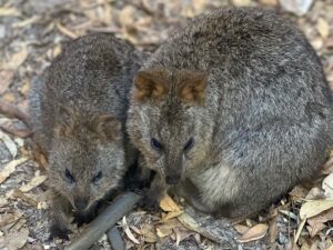 Danny Kiranos Instagram - Cute aggression is very real and these adorable little freaks push our limits of self control. I’m clenching my teeth as I write this thinking about how goddamn adorable they are 😬. 
PERTH, your turn tonight at @lynottslounge