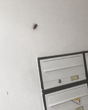 Dário Guerreiro Instagram - Agora que o verão no Algarve está quase a acabar (quase! ainda faltam umas semaninhas), deixo-vos com um humilde photo dump dos meus momentos mais acima da média:
1 - todo janota no matrimónio de um amigo e colega do humor
2 - provavelmente vendo um vídeo qualquer enviado por minha cônjuge 
3 - testando a temperatura da água para decidir se atanchava o sombreiro ou se voltava para casa (estava só 18 graus, bazei)
4 - levando cabazada no minigolf 
5 - levando cabazada no bilhar (atentem que não consegui meter uma única bola!)
6 - sendo interrompido por pavões enquanto tentava gravar ordinário 
7 - a segunda coisa mais assustadora que vi na minha caixa de correio a seguir à carta das finanças
8 - com o recinto praticamente vazio, um cidadão do século XIX achou que o melhor sítio para ver o concerto seria mesmo à frente de um gajo de 1,60m
9 - emanando algum estilo nos provadores de uma loja multinacional a fim de perceber qual o melhor conjunto para a sessão fotográfica de pequeno problema
10 - pequeno problema, a alguns dias de estrear, já com a data de Coimbra esgotada, mas podeis comprar bilhetes para as outras no link que está no meu perfil