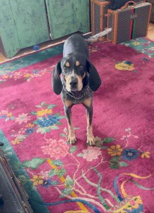 David Alan Grier Instagram - I’m thru! They’re goin to the pound! Funked out my house so bad I was checkin my own drawers thinkin “Did I jus doo doo on myself” #TroubleTimesTroubleTimes 😐