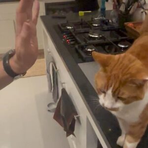 David Baddiel Instagram - I have taught Tiger to high five #cats