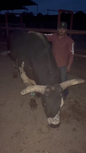 Daylon Swearingen Instagram - Roman living his best life. Powered by the best: @totalfeeds
#reel #pbr #bull #buckingbull #pbrbull #bullrider #bullriding #pbrworldchampion #wrangler #western #monster #totalfeeds