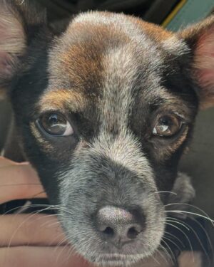 Dermot Mulroney Instagram - Woof! she did it again - @shesingshesung rescued another one. meet Sweetie aka Swee’ Pea ❤️🐶