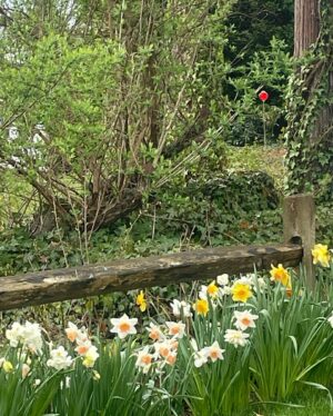 Dermot Mulroney Instagram - blessed to see Spring spring on the Cape. Here’s old Annie🐾, Moira @moirah, Mom, Dad and Buck, daffodils and forsythia 💐🌼