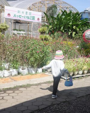 Devi Kinal Putri Instagram - stroberi kesukaan kal,
seminggu sekali makan stroberi lah ya.
akhirnya ngerasain petik sendiri, ditengah teriknya cahaya lembang. 
800gr stroberi dia petik sampe kulit bunda gosong.
hahahahahhaa
kata kaluna nanti harus kesini lagi.
yayahnya gak ikut karna depannya ada sate maranggi🙏🏻 jadi yayah makan saja
🍓 la fresa lembang