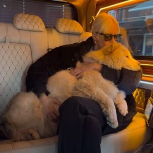 Didem Soydan Instagram - Rabbimin ,sizlere “her iki alemde eşlik etmeleri için gönderdim “ dediği sessiz kullarına kıymayın . 
Türkiye’nin milyonlarca takipçili oyuncularına ve müzisyenlerine özellikle sesleniyorum platformlarınızı halkı bilinçlendirmek için lütfen kullanın bu görevden ,zorunluluktan ziyade alemler ötesi bir yardımdır. 
KÖPÜK bize gerçekten ölmek üzereyken geldi 🤲🏻 
Sonrası biz masal bir rüya … 
Peygamber Efendimizin dahi en kıymetliler arasına koyduğu bu alemler ötesi varlıkları korumak boynumuzun borcudur 
Bunun için hükümete yalvarmayacağım pek tabii bu fani dünya insanlarının kararlarına biat etmek inancıma karşı çıkmaktır. Haydi selametle dostlar 
#yasayıgeriçek #sokakhayvanlarısahipsizdeğil