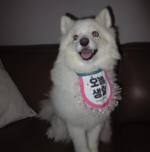 Do Sang-woo Instagram - 우리 포미 생일 축하해 🐶🎂