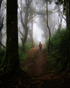 Dominic Arpin Instagram - L’ascension du Kilimandjaro débute d’abord par une longue et magnifique randonnée dans la forêt tropicale tanzanienne. Lors de notre passage il y a quelques jours, la zone était carrément enveloppée par les nuages, d’où cette ambiance à la fois mystérieuse et poétique. Ajoutez-y le cri des singes bleus et des Colobus, l’odeur de la mousse sur les arbres et la fraîcheur de l’air sur la peau et vous avez l’impression d’être un personnage du Livre de la jungle! 

#kilimanjaro #tropicalforest #trekking #photography #tanzania
