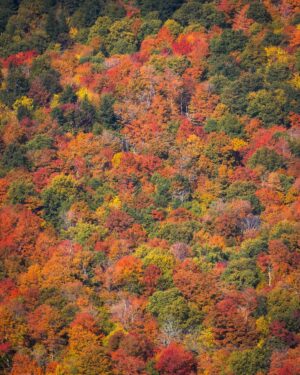 Dominic Arpin Instagram - La flambée des couleurs bat actuellement son plein au Mont Orford. Pour l’occasion, la montagne s’est drapée dans les orangées, les jaunes, les rouges et les pourpres. C’est difficile de dire en mots à quel point c’est beau!!! Je vous laisse juger avec ces quelques photos prises hier et aujourd’hui! 🎨