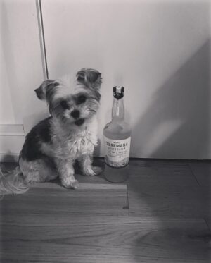 Dustin Howard Instagram - My dog drank all the tequila @therock we’re gonna need more