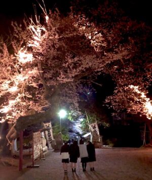 Eiko Kano Instagram - 地元の高校生達が、実家の神社の桜をライトアップしてくれました🌸
めっちゃキレイです✨ありがとう⛩
#櫻田山神社
#岩ケ崎高校