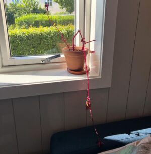 Einar Tørnquist Instagram - Alltid hyggelig å komme hjem til friske, grønne planter etter sommerferien. Gir den litt vann, jeg, så tenker jeg det er reine Amazonas her i morgen.
