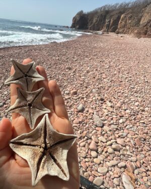 Ekaterina Guseva Instagram - Японское море. Остров Шкота расположен к югу от острова Русский, рядом с Владивостоком. Два острова разделяет мелководный пролив, который можно пройти вброд.
Шкота — небольшой остров, его площадь меньше 2,5 км. Остров назвали в честь капитана Николая Шкота (1828–1870), который руководил начальным этапом застройки Владивостока. Побывали в этих заповедных местах благодаря гастролям театра Моссовета! #ЕкатеринаГусева