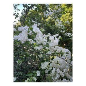 Elena Furiase Instagram - Presagios del final… 🌷☀️🪸

1. Algo me pinchó…pero la foto quedó bien!
2. Mi familia 💦
3. La bungavilla blanca, mi favorita. 
4. Hojas en la arena 🌿
5. Mi niño “a-dorado” 🌅
6. Las chicas en la playa.
7. La calma..
