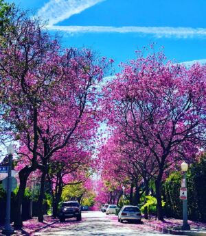 Elena Satine Instagram - Already Spring 🌸