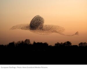 Elsa Punset Instagram - Parece un pájaro pintado el cielo, pero son miles de estorninos volando juntos... Impactante foto publicada por la @audubonsociety En tiempos difíciles, ¡cuántas cosas quedan por celebrar! #misterio #naturaleza #cosasquecelebrar #audubonsociety #tiemposextraordinarios #fuerteslibresynómadas