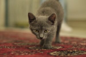 Elvis Esposito Instagram - "Ho molto studiato i filosofi e i gatti. La saggezza dei gatti è infinitamente superiore."
Hippolyte Taine .
La mia piccola MARGOT !
ph @signorina_martina