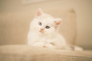 Elvis Esposito Instagram - "Ho vissuto con diversi maestri Zen , erano tutti gatti." Eckhart Tolle. 
Il mio piccolo GIULIO ! 
ph @signorina_martina