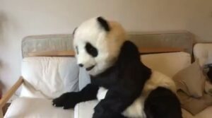 Emilien Vekemans Instagram - Je bosse dur mes skillz de super Panda 🤘
Début du tournage dans 2 jours 🎬🎥 😬💪