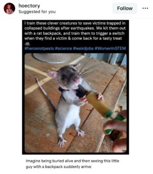 Emily V. Gordon Instagram - This post from @hoectory has brought me so much joy in the last few days that I wanted to share it. Kumail would walk into a room and I’d just be giggling to myself over this. 

Imagine you’re trapped in a collapsed building and a rat with a backpack on runs up and introduces itself? 
I couldn’t love this more.