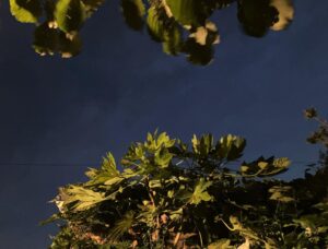 Emma D'Arcy Instagram - [image description: from ground level, the camera looks directly up into a darkening, blue-grey sky. In the bottom of the frame, an illuminated ‘paper plant’ reaches out, big hand-like leaves presenting themselves to the evening. In the top of the frame, a few leaves of a hazel tree are rattled by the wind.]