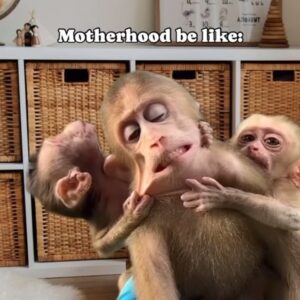 Enjy Kiwan Instagram - 🐒 🐵 🙈 
Who can relate?