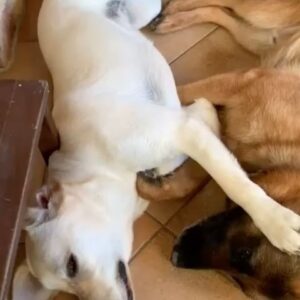 Enzo Salvi Instagram - Ho visto cani guarire le Persone da gravi malattie come la depressione , la tristezza , la solitudine , che hanno causato gli UMANI !
Ma non ho mai visto CANI causare questi mali alle persone ❤️ Peggy & Zeus ❤️
